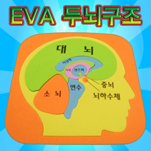 [스팀사이언스] EVA 두뇌구조퍼즐 (5개이상 구매가능) / 인체모형 신체퍼즐 과학실험키트