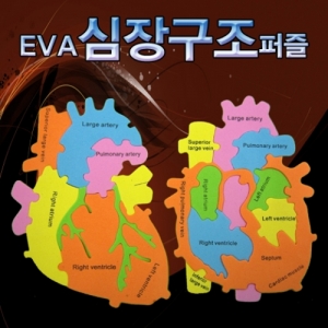 [에듀사이언스] EVA 심장구조퍼즐 (4개이상 구매가능) / 신체기관 과학실험키트