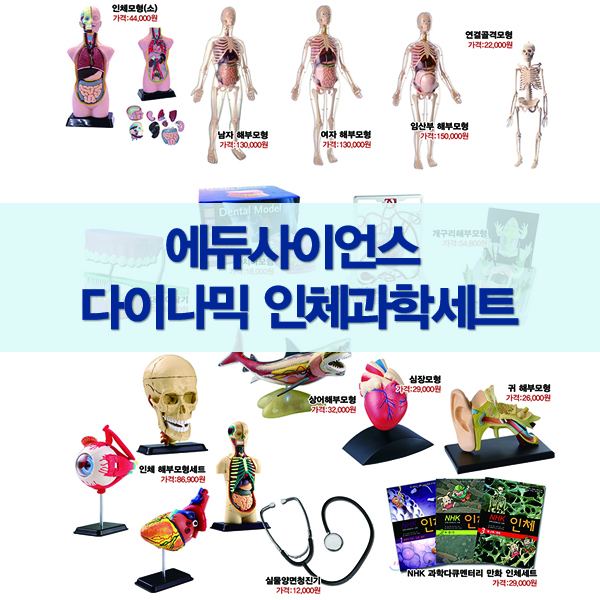 [에듀토이] 다이나믹 인체과학세트 / 몸모형 인체해부상 토이사이언스