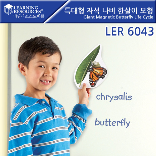 [가베가족] 특대형 자석 나비 한살이 모형 / LER6043 / Giant Magnetic Butterfly Life Cycle / 확대 렌즈 과학 교구