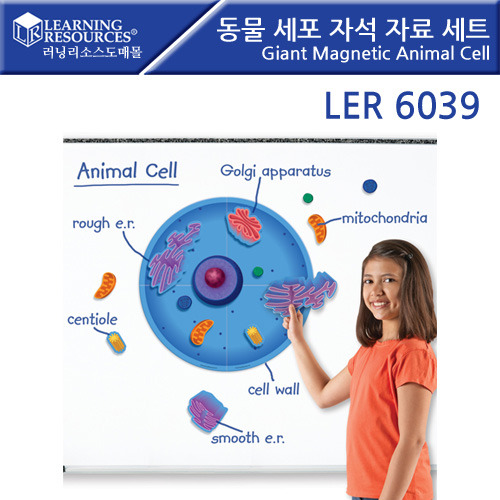 [가베가족] 동물 세포 자석 자료 세트 Giant Magnetic Animal Cell [ler6039] / 확대 렌즈 과학 교구