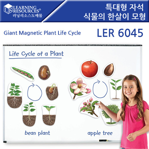 [가베가족] 특대형 자석 식물의 한살이 모형 Giant Magnetic Plant Life Cycles [ler6045] / 탈부착 학습 교구