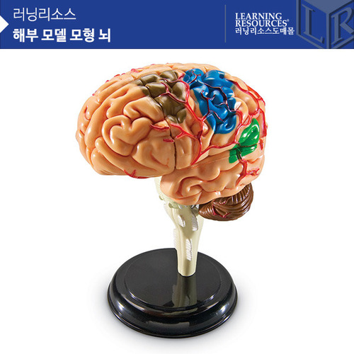 [가베가족] 해부 모델 모형 뇌 [LER3335] / 장기 해부 표본