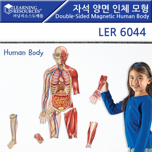 [가베가족] 자석 양면 인체 모형 Double-Sided Magnetic Human Body [ler6044] / 인체 구조 학습 교구